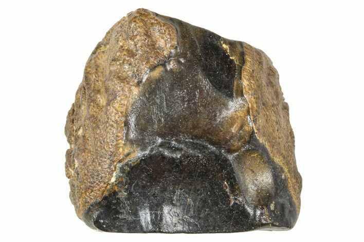 Fossil Triceratops Shed Tooth - Wyoming #376864